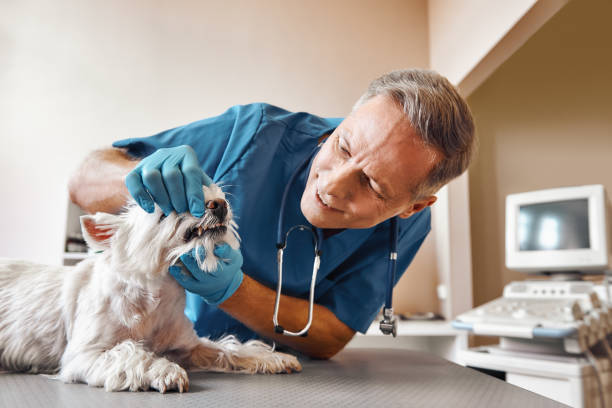 Best Emergency Gum Treatment in Fond Du Lac, WI